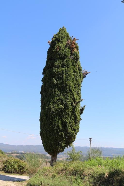 Certine Agriturismo Ашано Екстериор снимка